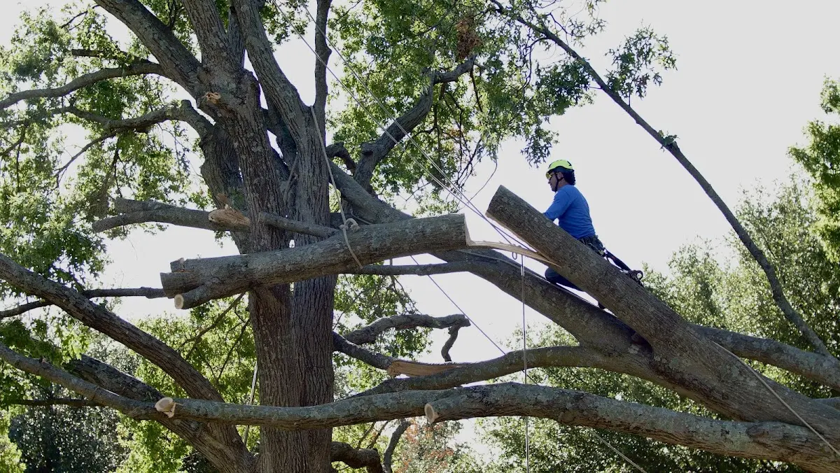 Professional Hazardous Tree Removal performed by certified arborists in Esmond